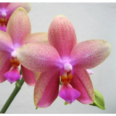 Орхидея фаленопсис Лиодоро - «Легко зацветает!!! Долго радует!!!» | отзывы