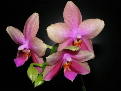 Фаленопсис Лиодоро. Ароматные орхидеи. Phalaenopsis Liodoro - YouTube