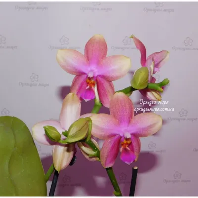 Купить орхидею Фаленопсис Лиодоро (Liodoro) с доставкой по Украине.