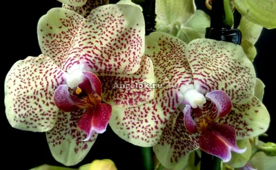 Фаленопсис Майя (Phalaenopsis Maya) — купить в интернет-магазине Ангелок