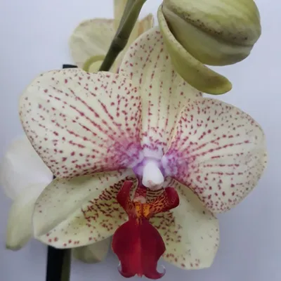 ЭТОЙ орхидеи красота умиляет обзор орхидеи бабочки МАЙЯ - YouTube