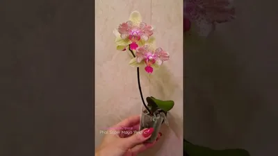 Моя любимая Орхидея \"Майя\" Начало ДОМАШНЕГО ЦВЕТЕНИЯ🌼🌞🌼 - YouTube