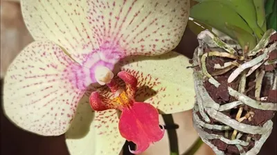 Орхидея фаленопсис Майя – купить в Санкт-Петербурге, цена 600 руб., продано  1 декабря 2019 – Растения и семена