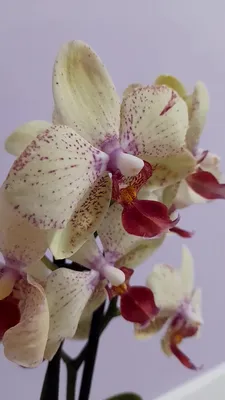Моя новинка. Орхидея Phalaenopsis Maya, пересадка, проверяю корни.  Описание. - YouTube