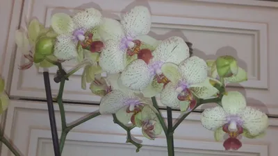 Орхідея «Майя» - доставка квітів у Тернополі Floriya.shop