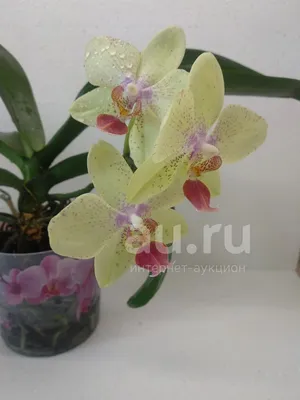 Мир Орхидей - Солнышко в веснушках!) моя новая любовь!... | Facebook