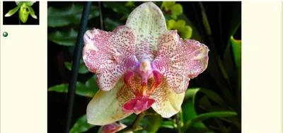 2x Phalaenopsis Maya 60cm | Bloemenonline