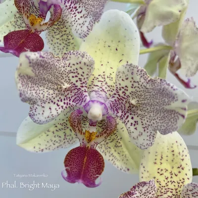 Maya bright peloric phalaenopsis | Mein liebling