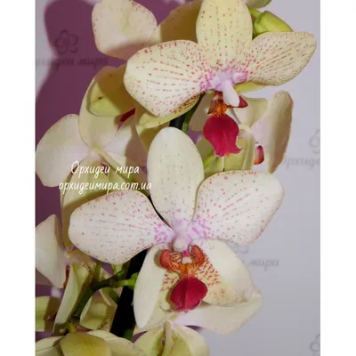 Орхидея Phal. Maya - купить, доставка Украина