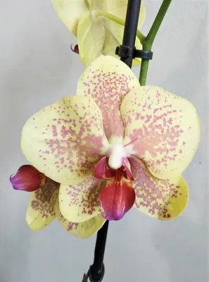 Орхидея Phalaenopsis (отцвёл)