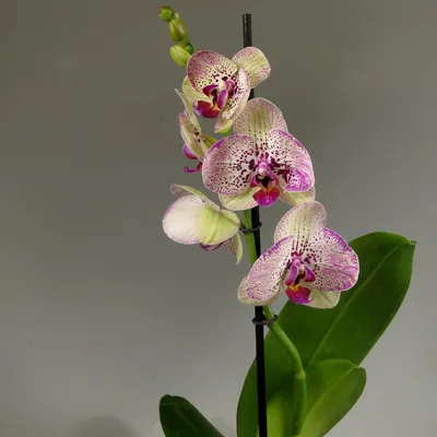 Phalaenopsis Bright Maya peloric - YouTube