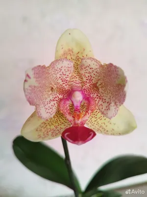 Орхидея Phal. Bright Maya (peloric) | Tata Orchids | Дзен