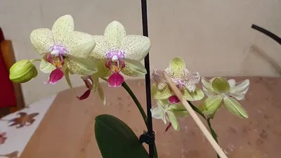 Орхидея Фаленопсис 1 ствол Розово-Желтая (Phalaenopsis)