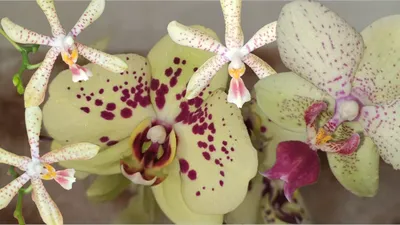 Орхидеи : Орхидея фаленопсис Cleopatra 1 ст