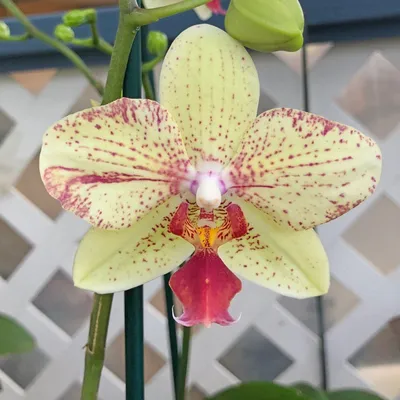 Phal. Maya - Akatsuka Orchid Gardens