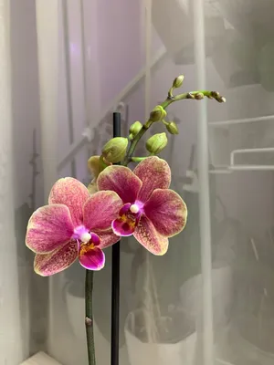 Phalaenopsis – Cameleon