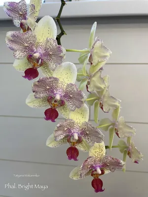 Орхидея Maya, стандарт на 3 веточки, роскошный долго цветущий сорт😍 И в  последнее время все реже бывает в завозах. Супер цена только до конца этой  недели - 290 грн!!! (обычная цена 325... -