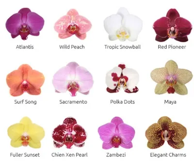 Орхидея Phal. Meidarland Golden Pump MD - купить, доставка Украина