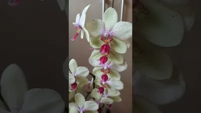 Орхидея Phalaenopsis Living Daylight, multiflora (отцвел)