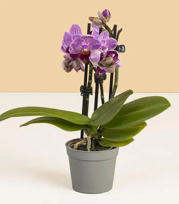 Phalaenopsis Maya. Фаленопсис Майя - YouTube