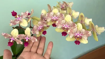 Орхидея фаленопсис бабочка. Майя купить в Феодосии | Товары для дома и дачи  | Авито