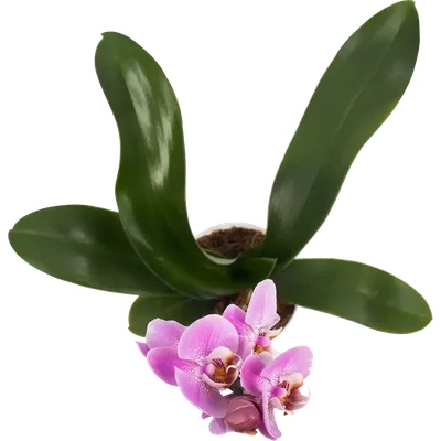 Орхидея Phalaenopsis