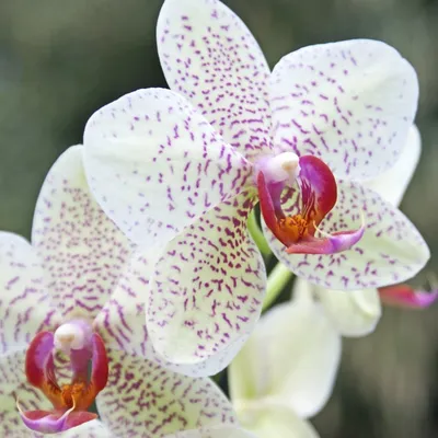 Орхідея фаленопсис 4 гілки в асортименті купити за ціною 1199 грн |  Украфлора