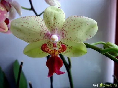 Орхидея Phal. Bright Maya (peloric) | Tata Orchids | Дзен
