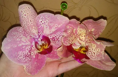 Pin by Nata on сорта на английском | Orchid varieties, Boquette flowers,  Flower therapy