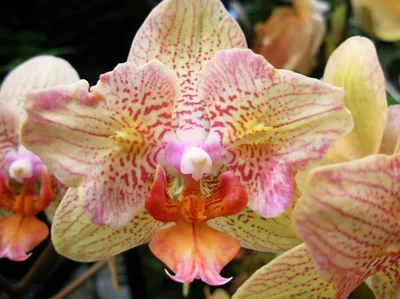 Море цветов, первое, домашнее, сорт Майя орхидея фаленопсис🔥🔥🔥Hoff . -  YouTube