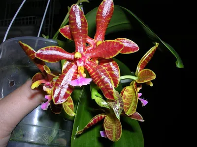Яна брайт орхидея - 67 фото