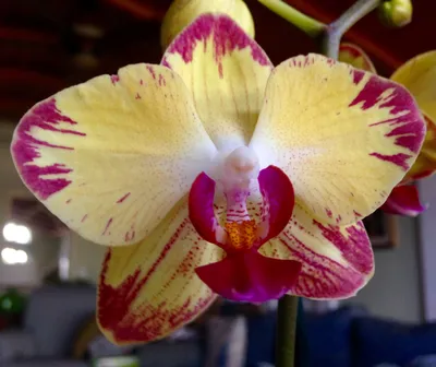 Help me find this phal? : r/orchids