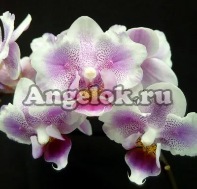 Yellow orchid in Kiev with delivery. Buy in the online store Phalaenopsis  Helsinki