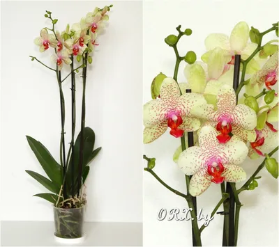 American Orchid Society | Phalaenopsis Peloric Bright Maya