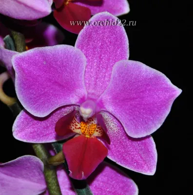 Help me find this phal? : r/orchids