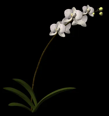 Phalaenopsis Maya