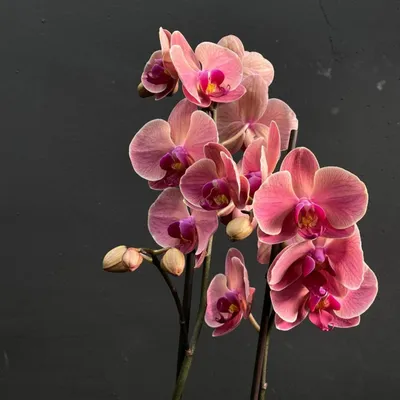 Орхидея фаленопсис 2-ствольная - купить с доставкой за 3 990 ₽ в Москве от  магазина «Цветочный рынок»