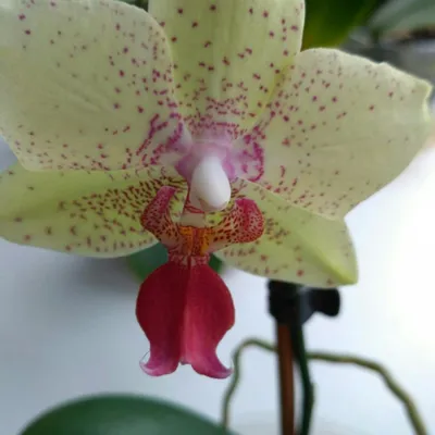 Орхидея Фэнси Фреклс (Phalaenopsis Fancy Freckles): фото, описание,  отличительные признаки, уход