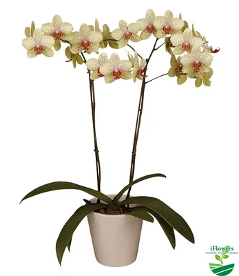 Фаленопсис Phalaenopsis Maya