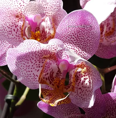 Phalaenopsis Anth. Manhattan PHAL AN MANHATTAN | Phalaenopsis | Phalaenopsis  | Flowering indoor orchids | Flowering indoorplants | Indoorplants | All  products | OZ Planten