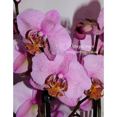 Орхидея Phalaenopsis Manhattan peloric