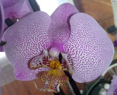 Купить орхидею Фаленопсис Манхеттен (Manhattan) с доставкой по Киеву и  Украине.