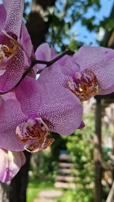 Орхидея Фаленопсис - «Уж лучше цветущий несколько месяцев Фаленопсис, чем  розы в вазе пару дней... Чем отличается сорт орхидеи Манхеттен от Розового  дракона?» | отзывы