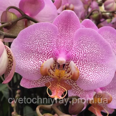 Phalaenopsis Orchid Manhattan Specie blooming with pink spotted flowers  Stock Photo - Alamy