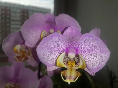 Filiz Orchids - Продан. Фаленопсис Манхеттен. Цена 250... | Facebook