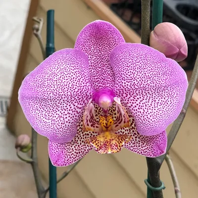 Phal. Manhattan - Akatsuka Orchid Gardens