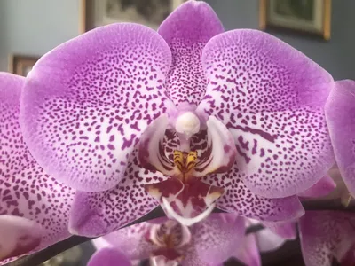 Орхидея Manhattan