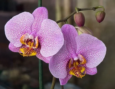 Phalaenopsis Manhattan - YouTube