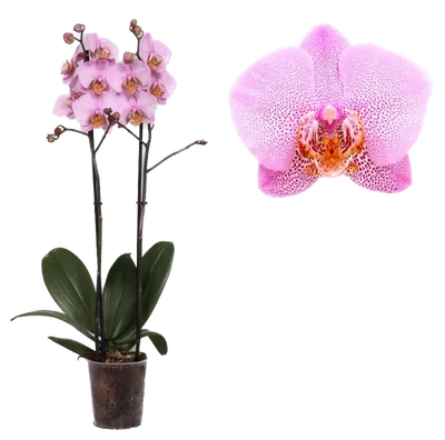 Орхидея фаленопсис Манхэттен: 450 грн. - Комнатные растения Житомир на Olx