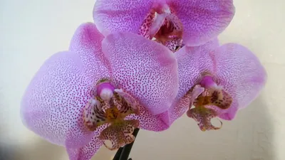 Pin by Ildiko Buidoso on Plants | Orchids, Plants, Phalaenopsis